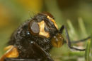 06-4608 Close Up of Fly (Mesembrina meridena) Feeding.